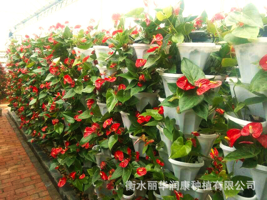 陽臺種菜新潮流 立體6層組合花盆，把菜園搬進家